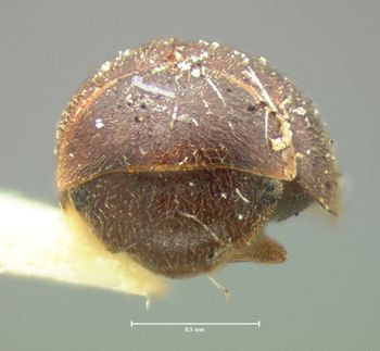 Media type: image;   Entomology 7947 Aspect: head frontal view